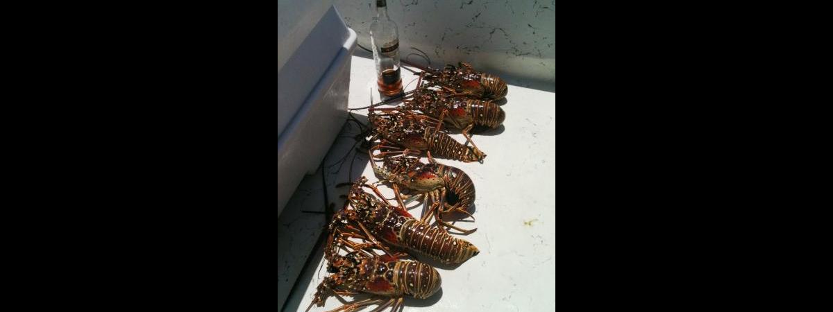 lobsters