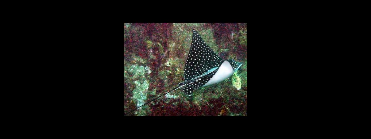 Spotted Eagle Ray